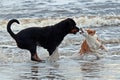 Rottweiler and Breton dog meet on the beach