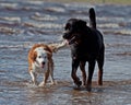 Rottweiler and Breton dog meet on the beach