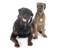Rottweiler and cane corso Royalty Free Stock Photo
