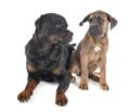 Rottweiler and cane corso Royalty Free Stock Photo