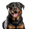 Intense Color Rottweiler Dog Panting On White Background