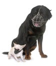 Rottweiler, chihuahua and muzzles