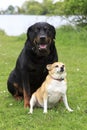 Rottweiler and Chihuahua