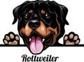 Rottweiler - Color Peeking Dogs - breed face head isolated on white