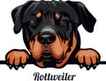 Rottweiler - Color Peeking Dogs - dog breed. Color image of a dogs head isolated on a white background