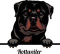 Rottweiler - Color Peeking Dogs - dog breed. Color image of a dogs head isolated on a white background Royalty Free Stock Photo