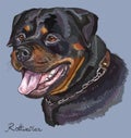 Rottweiler colorful vector hand drawing portrait
