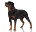 Rottweiler dog