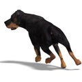 Rottweiler Dog