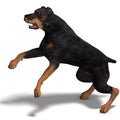 Rottweiler Dog