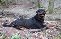 Rottweiler dog playing with branches Royalty Free Stock Photo