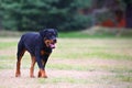 Rottweiler dog Royalty Free Stock Photo