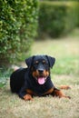 Rottweiler dog Royalty Free Stock Photo
