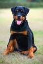 Rottweiler dog Royalty Free Stock Photo