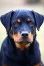 Rottweiler dog