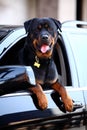 Rottweiler dog Royalty Free Stock Photo