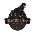 Rottweiler dog in a badge Royalty Free Stock Photo