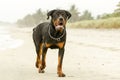 Rottweiler Dog On The Beach