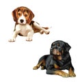 Rottweiler dog, beagle puppy sitting in front of a