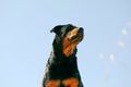 Rottweiler dog with blue sky background