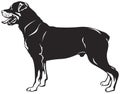 Rottweiler dog breed Royalty Free Stock Photo
