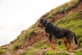 A Rottweiler dog calmly standing on a hill