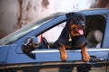 Rottweiler dog with car Royalty Free Stock Photo