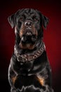 Rottweiler dog on red backround Royalty Free Stock Photo