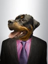 Rottweiler Dog dressed up as formal business man