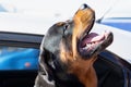 Rottweiler dog enjoys the rays of the sun. Animal in the car. Traveling with pets. Royalty Free Stock Photo