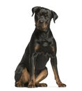 rottweiler dog, guard dog sitting and looking at the camera, iso Royalty Free Stock Photo