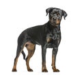 rottweiler dog, guard dog standing and looking at the camera, is Royalty Free Stock Photo