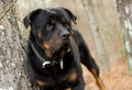 Rottweiler Dog