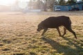 Rottweiler dog hanging out in the grass relaxing at a park