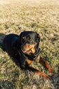 Rottweiler dog hanging out in the grass relaxing at a park