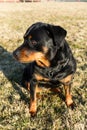 Rottweiler dog hanging out in the grass relaxing at a park