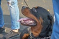 A Rottweiler dog lies at his owner`s feet outside. An adult male