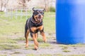 Rottweiler dog living belgium