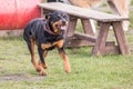 Rottweiler dog living belgium