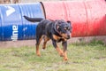 Rottweiler dog living belgium