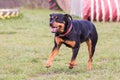 Rottweiler dog living belgium