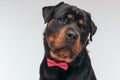 Rottweiler dog looking away and feeling gloomy Royalty Free Stock Photo