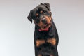 Rottweiler dog looking away, panting and feeling gloomy Royalty Free Stock Photo