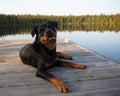 Rottweiler dog lying on a dock on lake in summer smiling