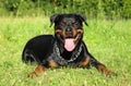 Rottweiler dog lying on green grass