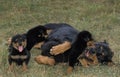 Rottweiler Dog, Mother with Pup Suckling