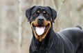 Rottweiler Dog with panting tongue outdoors in woods, Georgia
