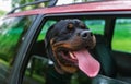 Rottweiler dog poking their head out the window of a moving car. Royalty Free Stock Photo