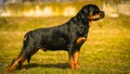 Rottweiler Dog. Portrait Of This Beautiful Dog Breed Posing For Camera.