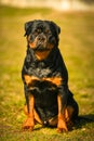 Rottweiler Dog. Portrait Of This Beautiful Dog Breed Posing For Camera.